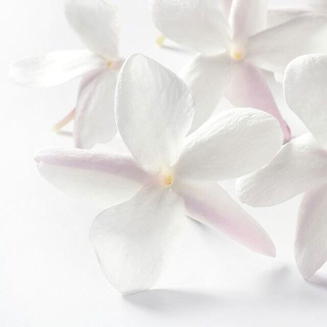 《フランス製・天然素材のマッサージオイル&アロマ・キャンドル 》南仏ジャスミンの香り | Anier Parfums(アニエルパルファン)