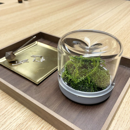 《小さな苔テラリウム・パルダリウム用容器》Sanctuary S2 Terrarium チャコール/グレー（苔は付属しません） | Botanica