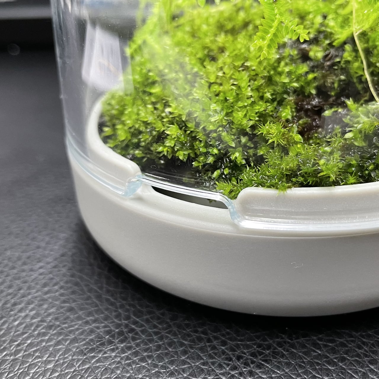 《小さな苔テラリウム・パルダリウム用容器》Sanctuary S2 Terrarium チャコール/グレー（苔は付属しません） | Botanica