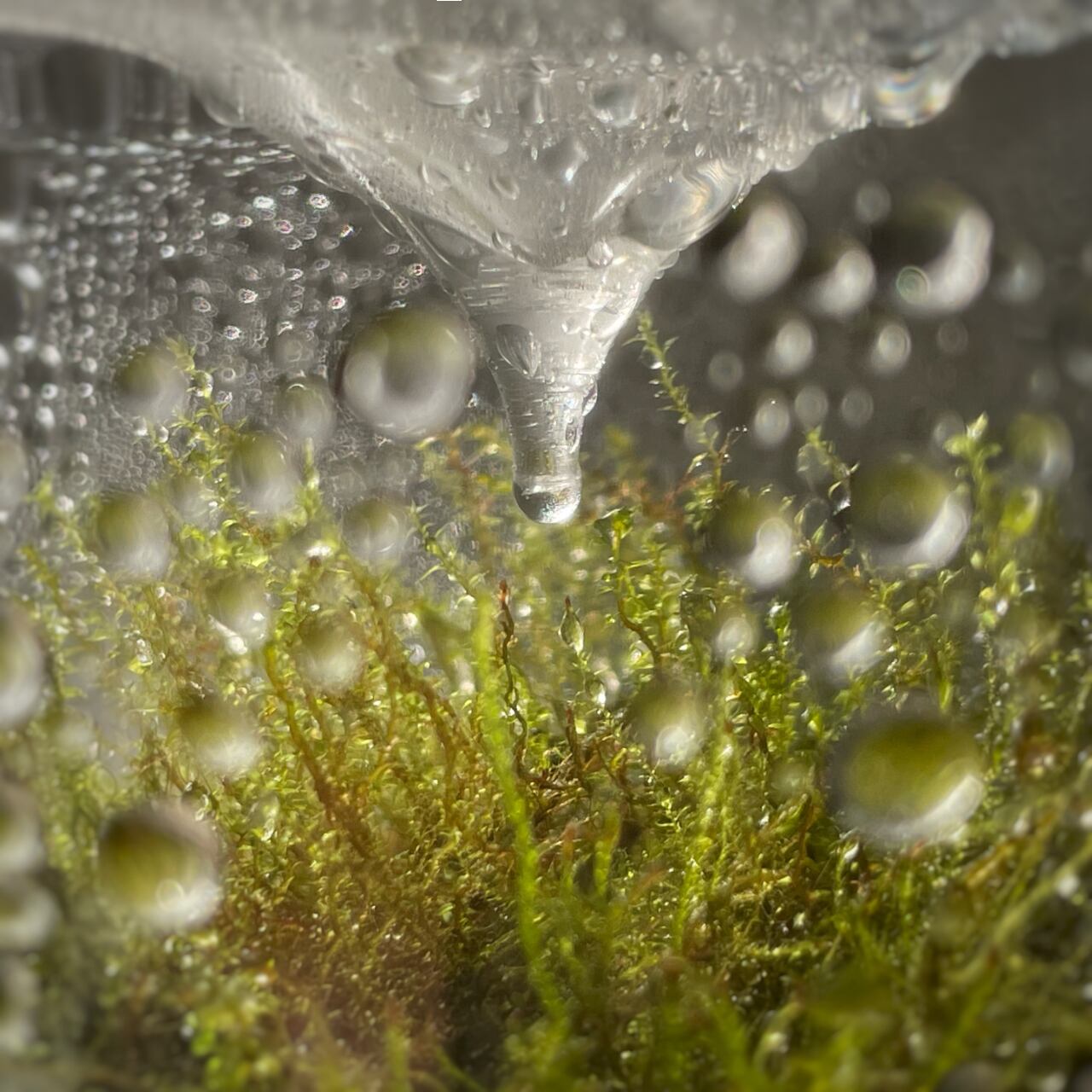 《小さな苔テラリウム・パルダリウム用容器》Sanctuary S2 Terrarium チャコール/グレー（苔は付属しません） | Botanica